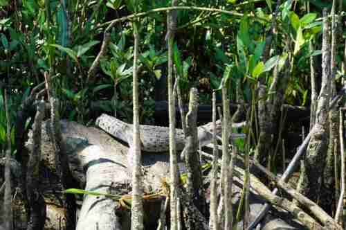 Visiting The Delightful Daintree Rainforest From Cairns Muy Linda Travels