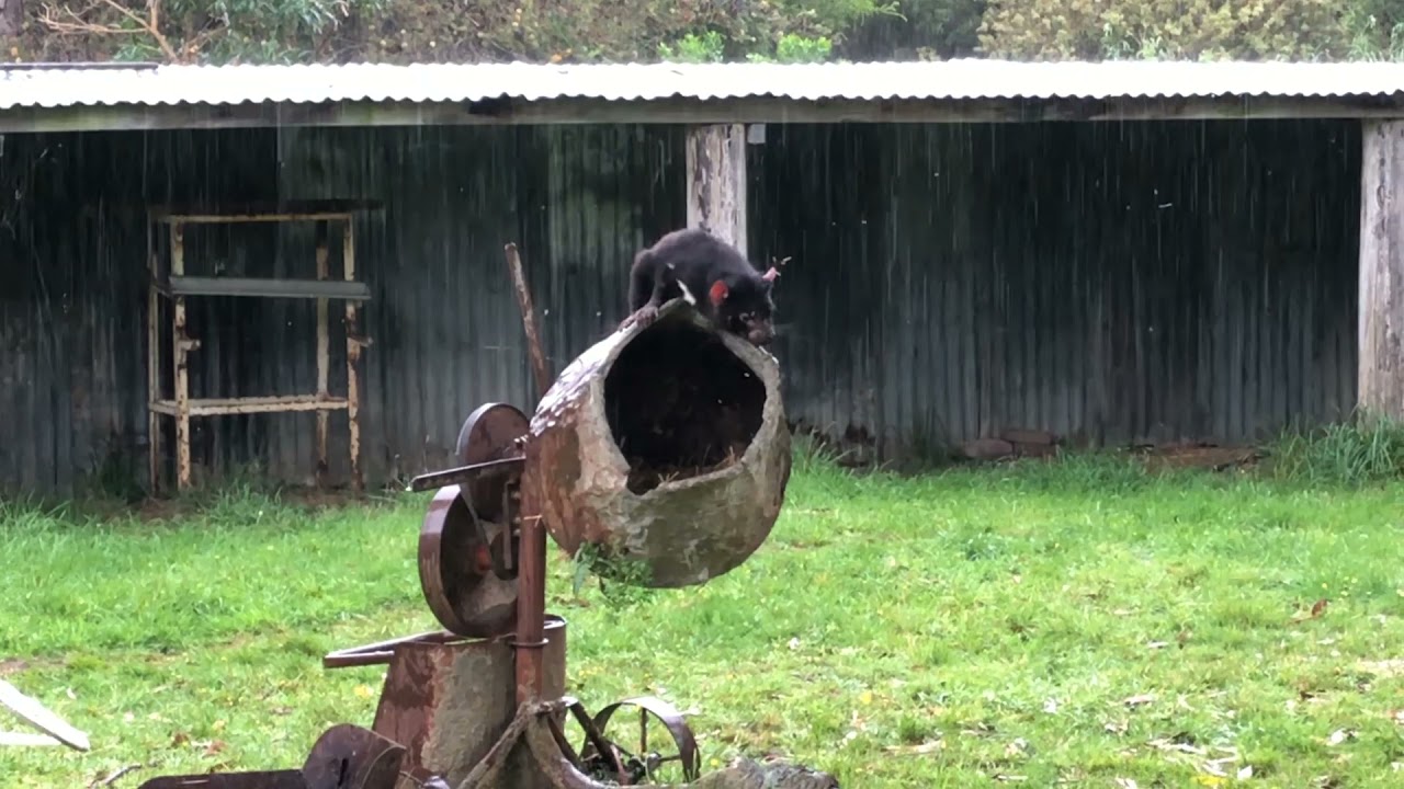 Tasmanian Devils & Kangaroos   Unzoo Port Arthur, Tasmania