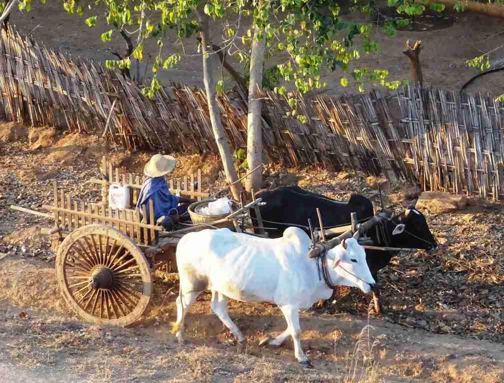 a farmer driving an ox and cart in Bagan Myanmar