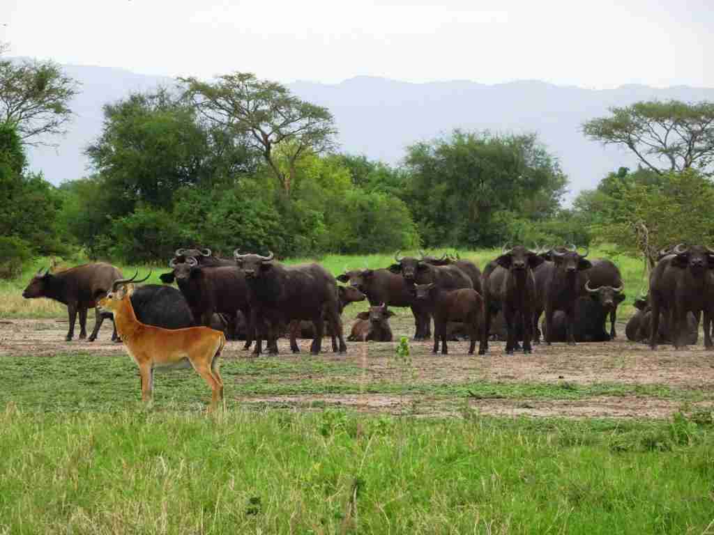 Uganda adventure wildlife safari