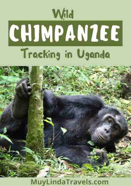 wild chimpanzee tracking in Uganda