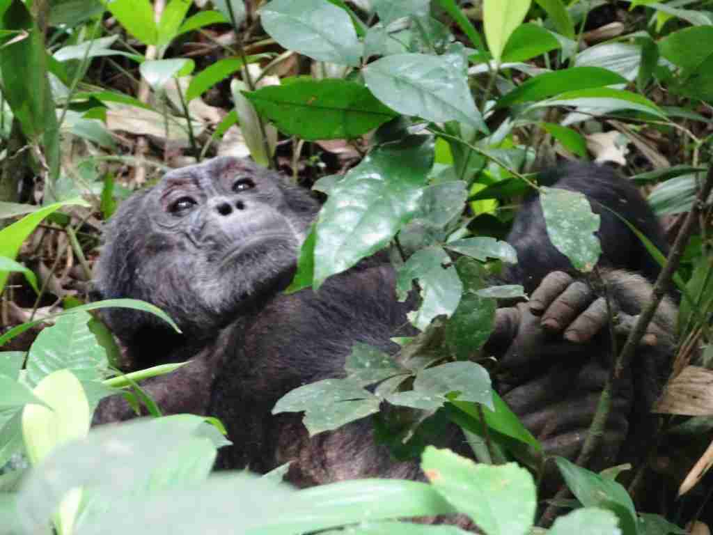 Chimpanzee tracking in Uganda