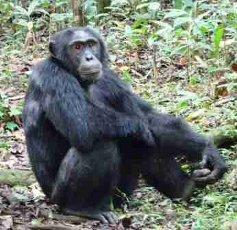Wild Chimpanzee tracking in Kibale Forest Uganda