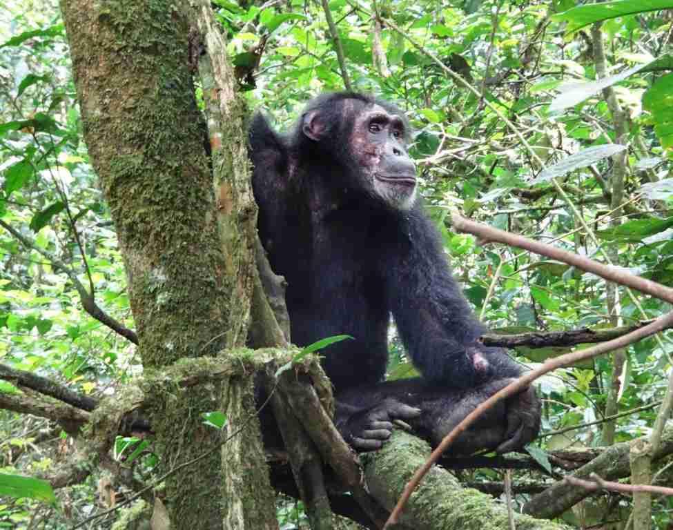 Chimpanzee in Kibale forest