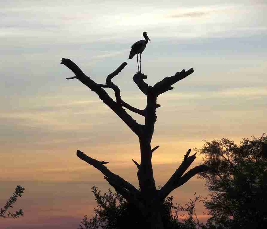 Uganda wildlife Semliki nature reserve