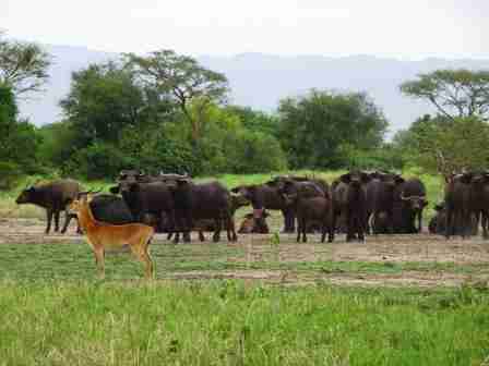 Uganda wildlife safari
