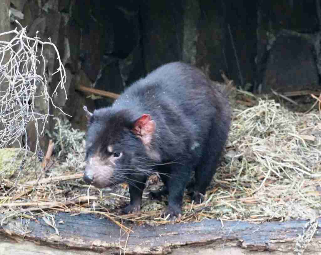 Endangered Tasmanian Devil