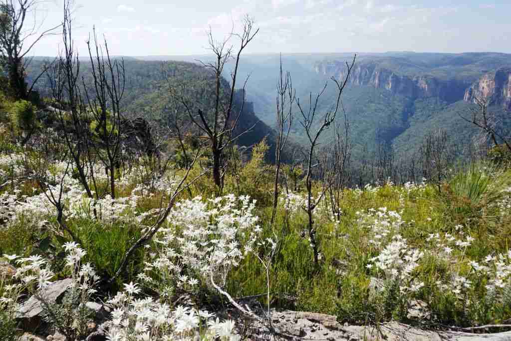 white wildflowers on Anvil Rock in the Blue Mountains