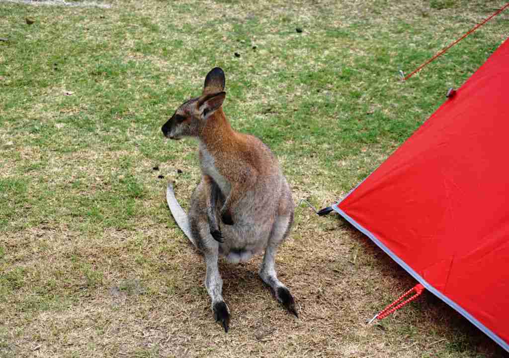Kangaroo beside my tent at Potato Point on the NSW South coast
