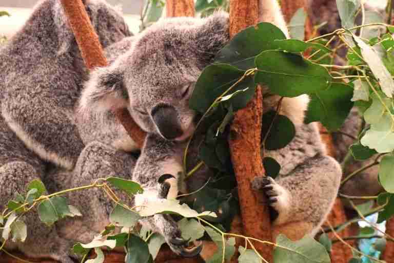 sleeping Koalas in Brisbane Australia