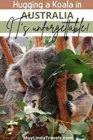 Hugging a Koala in Australia - It's Unforgettable - Muy Linda Travels