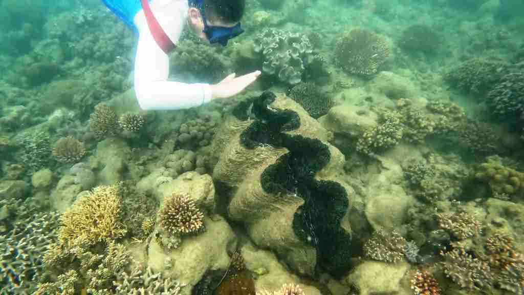 A Giant Clam in the Low Isles