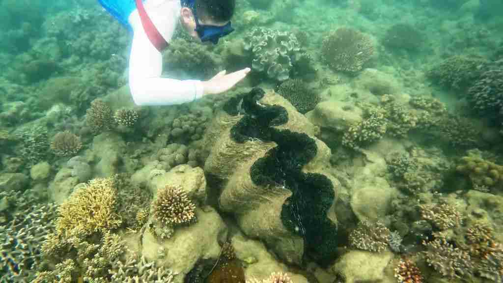 Swimming with Turtles in the Lovely Low Isles - Muy Linda Travels