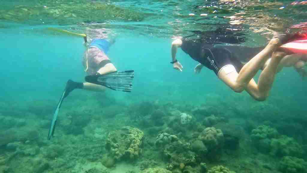 Snorkelling on the Great Barrier Reef