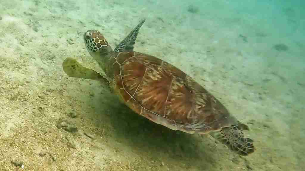 A Green Trutle  on the Great Barrier Reef