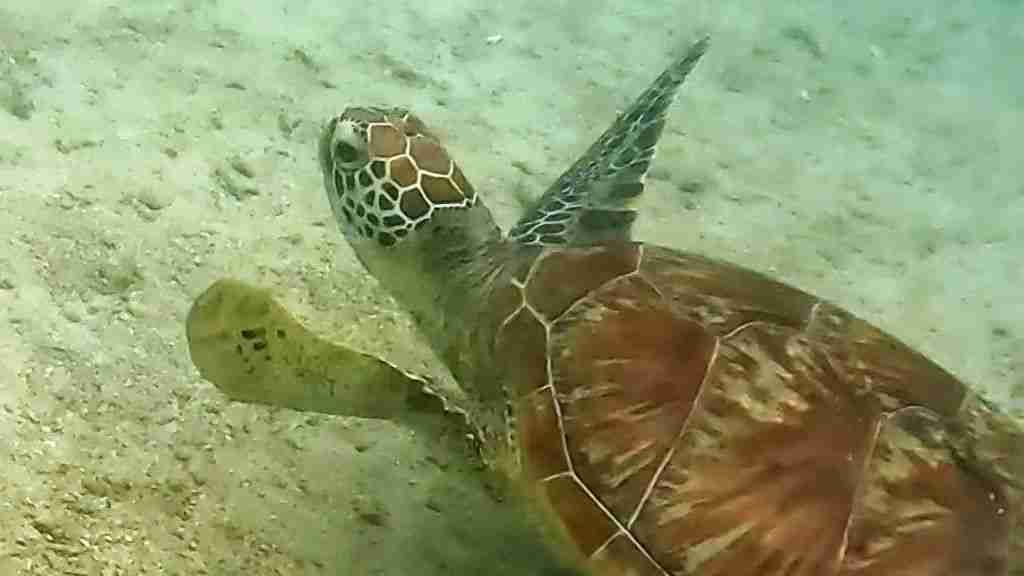 Swimming with Turtles in the Low Isles