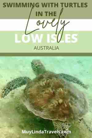 Green Sea Turtle - Bearport Publishing