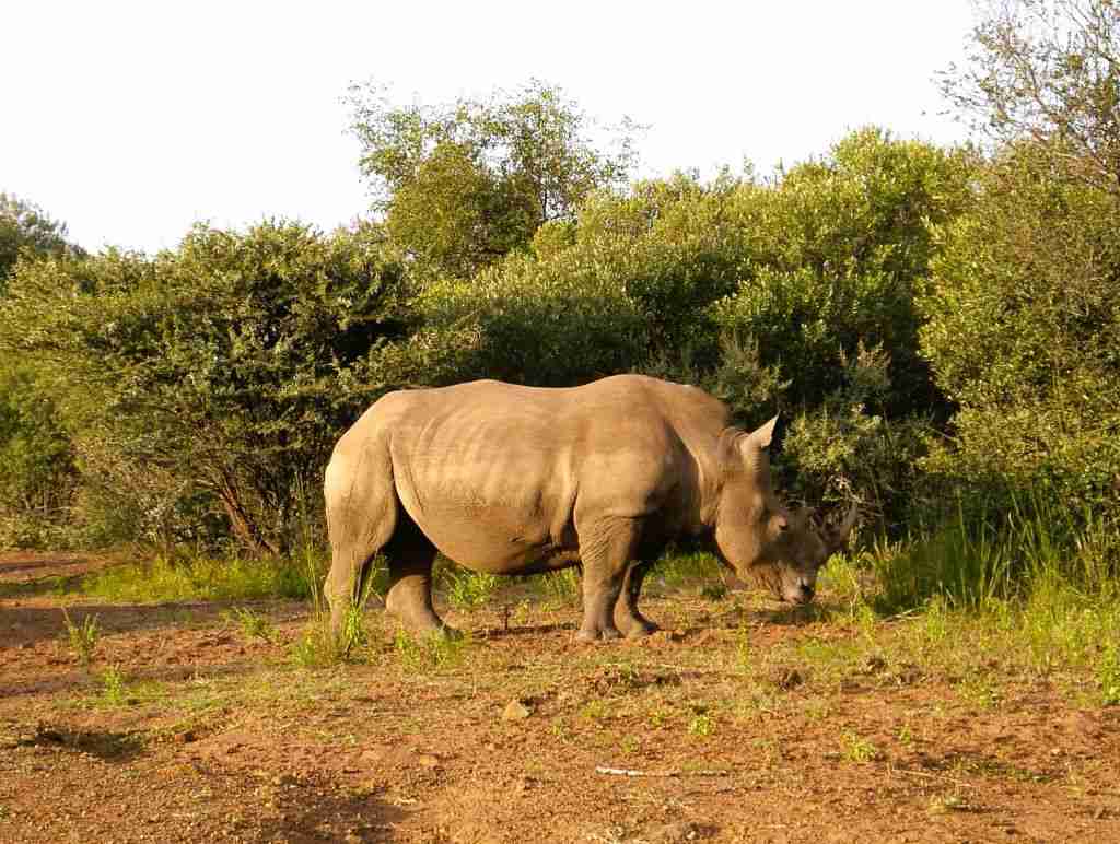 a rhinoceros in the Pilanesberg National Park