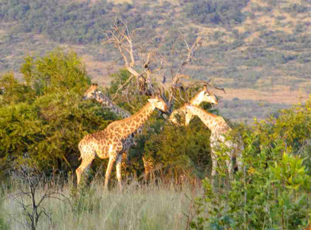 spotting giraffes on a South African safari holiday