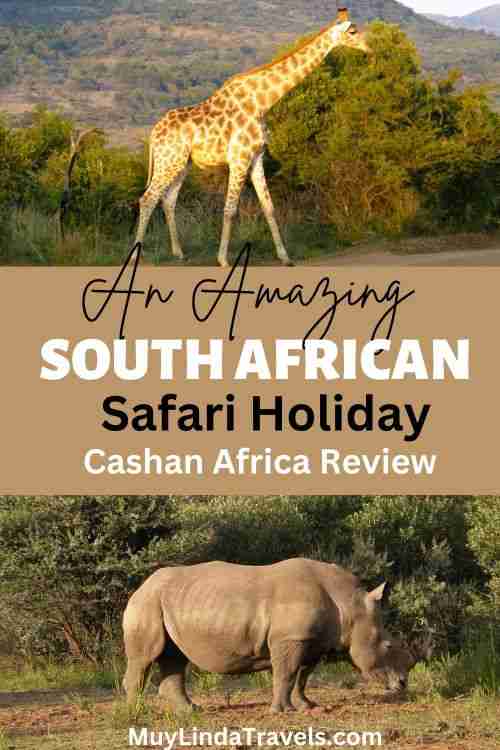 giraffe and rhino on a south african safari