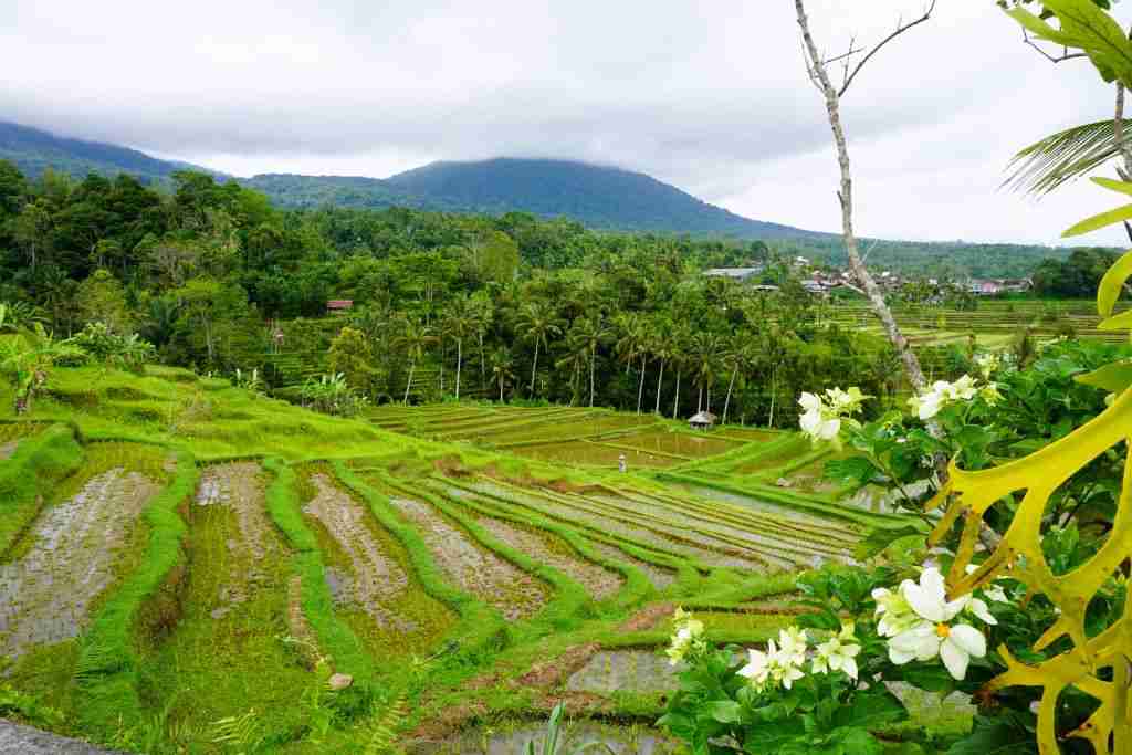 lush green rices terraces at the Jatiluwih Rice Fields in Bali in January