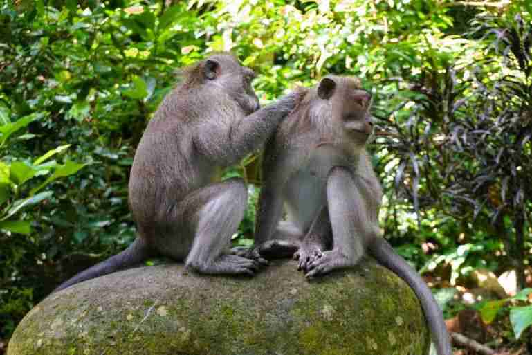 Visiting the Monkey Forest is fun addition to a 3 days in Ubud itinerary