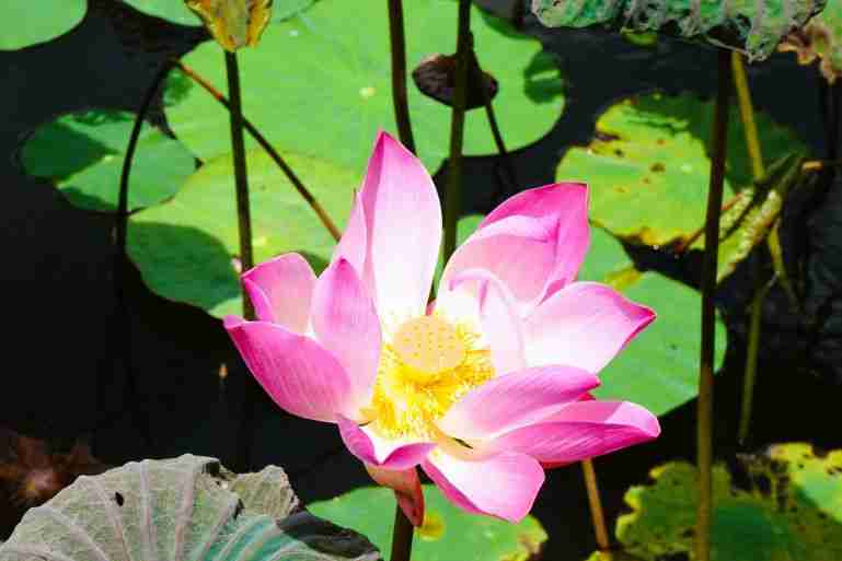 a pink lily in a lily pond in Ubud Bali