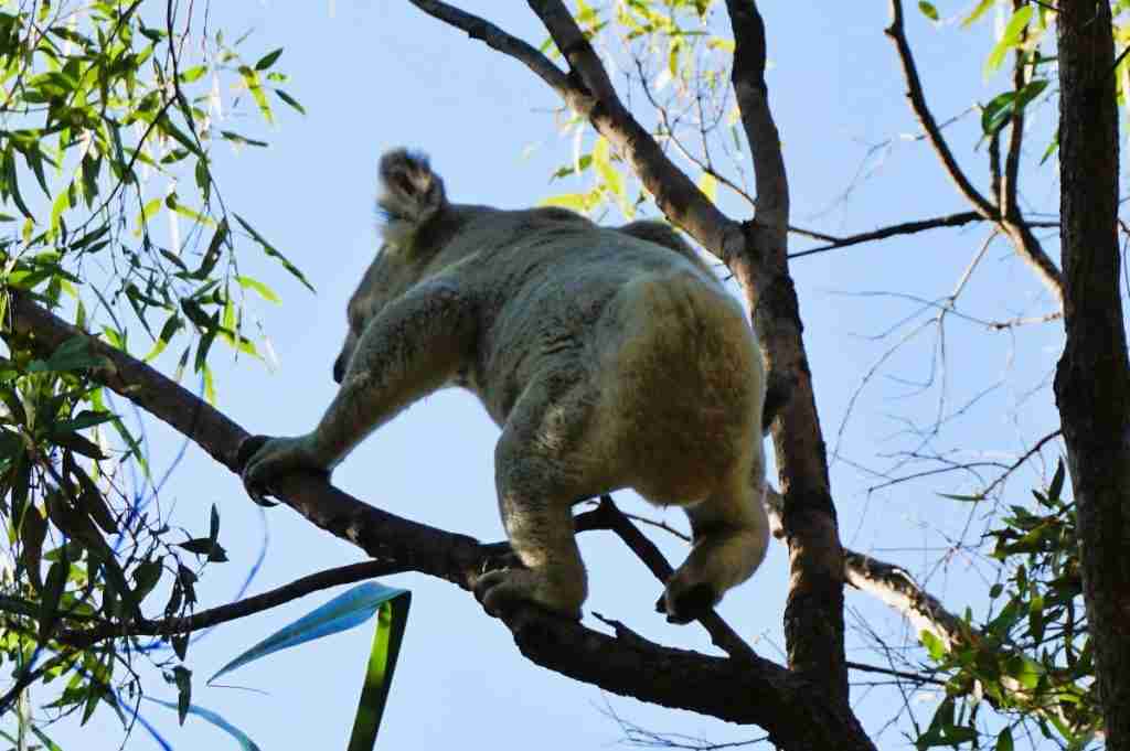 a Koala climbing a gum tree on a Magnetic Island day trip