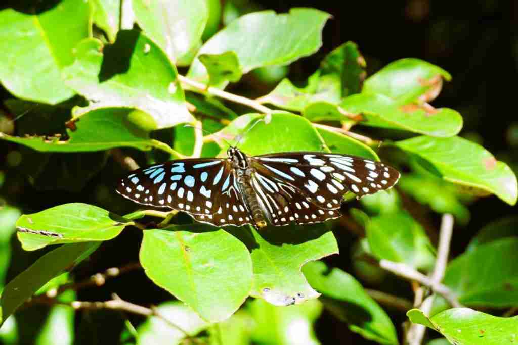 a Blue Tiger Butterfly resting on gree vegetation on Magnetic Island in Australia