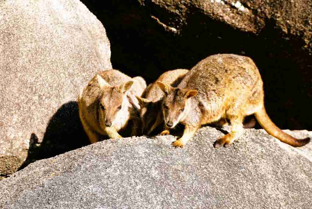 Rock wallabies on Magnetic Island in Australia