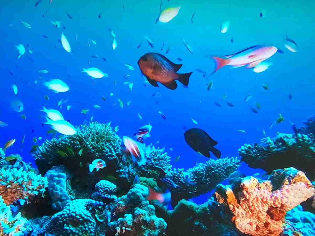 Tropical Fish and coral at the Cairns Aquarium, one of the best things to do in Cairns
