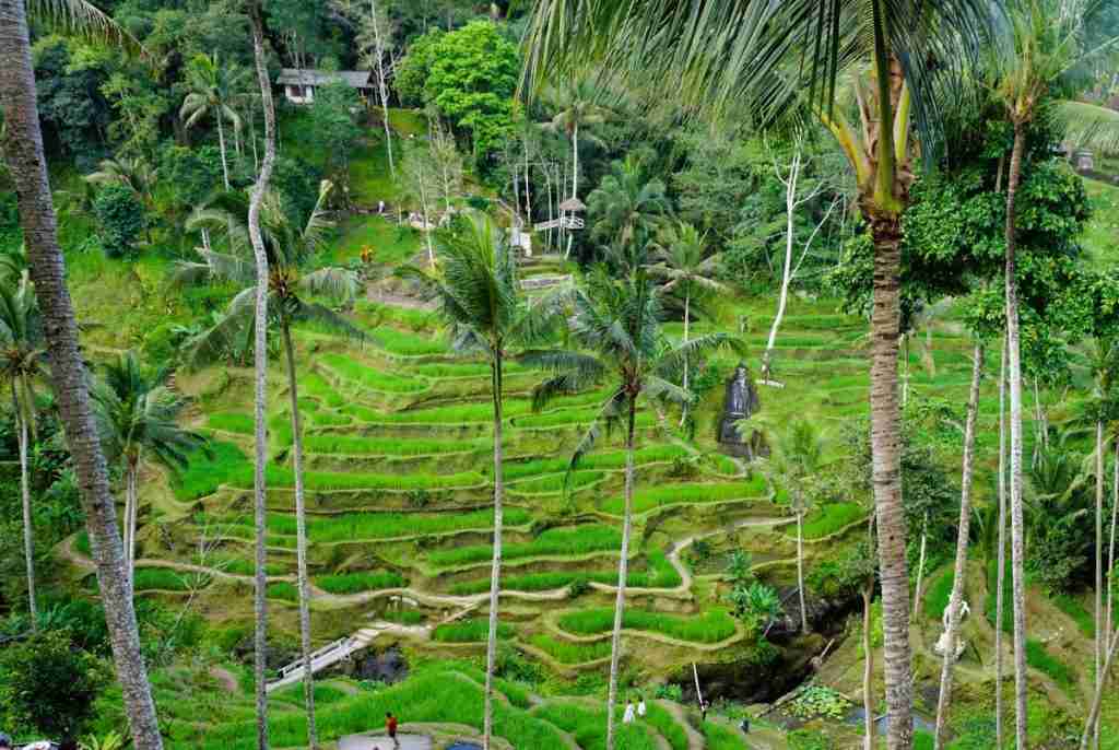 Is June a good time to go to Bali? - vibrant green rice terraces at Ceking
