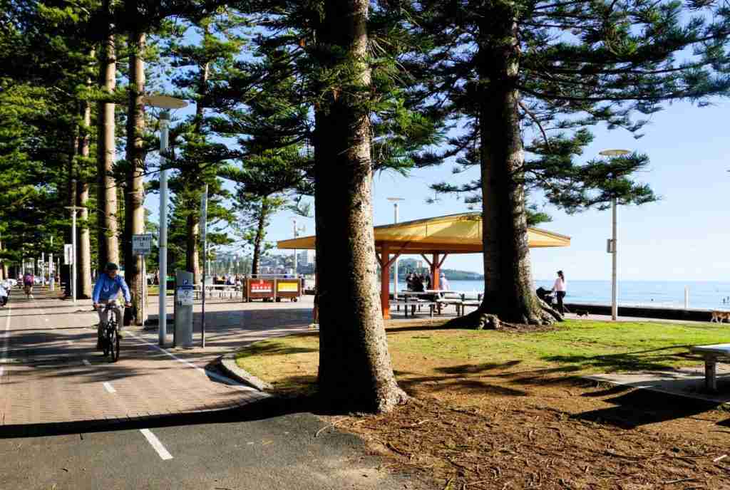 Pine trees and parklands at Manly Beach