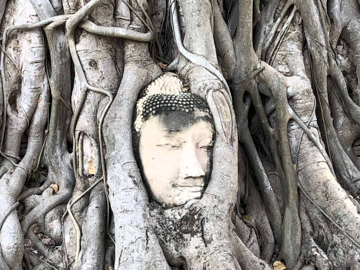 A Buddhas head entwined in the roots of a Bhodi Tree in Ayutthaya Thaialand