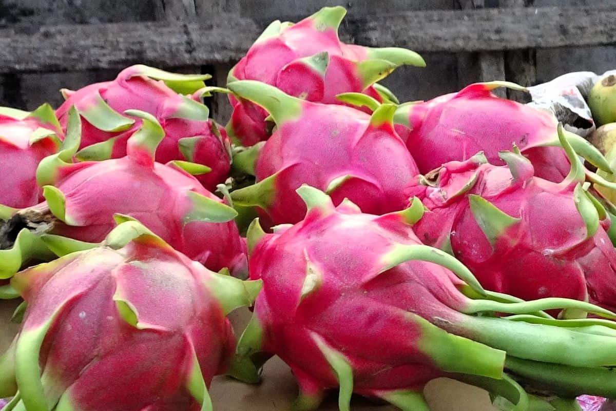 bright pink dragonfruit with green stems at the floating market on a Ho Chi Minh City 3 Day Itinerary