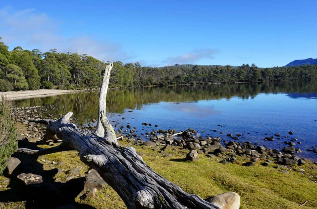 a log lying near a still lake with the forest reflected in the water near the shore