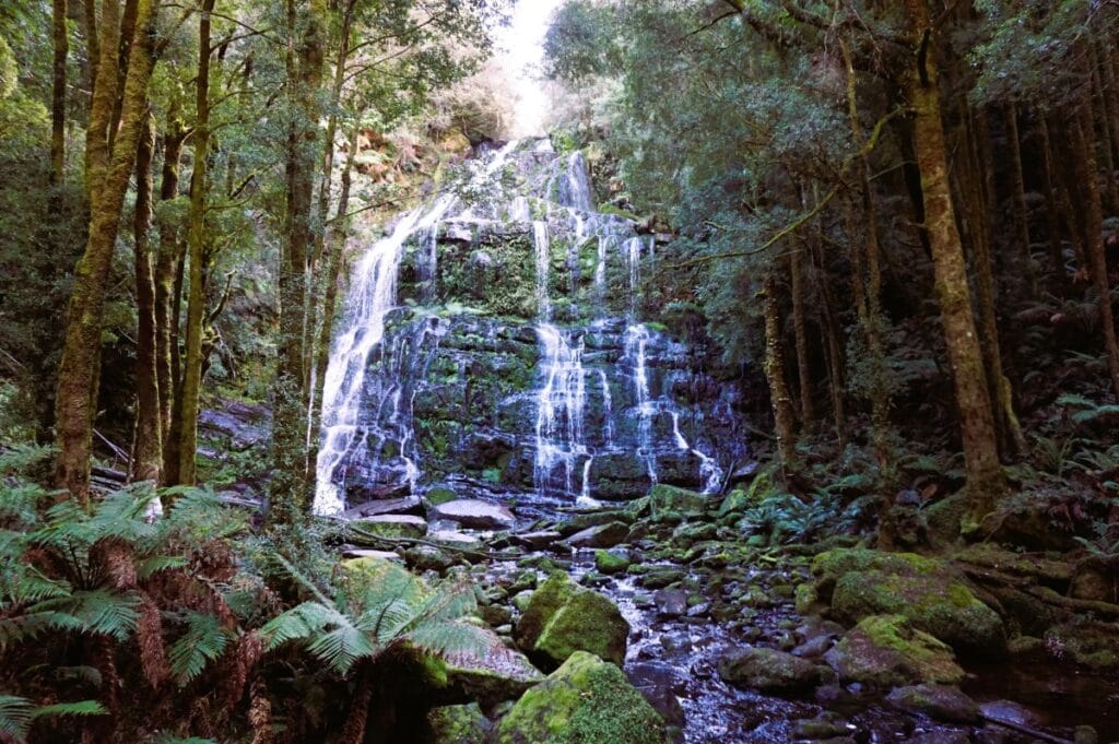 Waterfall surrounded by trainforest and lush green vegetation in Tasmania