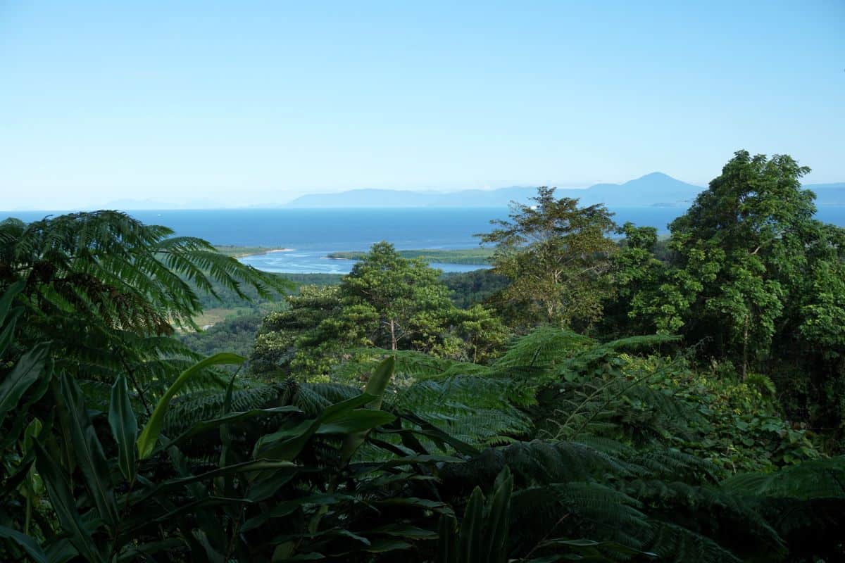 Visiting the Daintree Rainforest from Cairns with lush tropical forest with blue sea in the distance