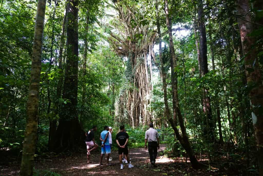 The majestic Cathedral Fig Tree surrounded by lush tropical forest on the Atherton Tablelands in far north Queensland