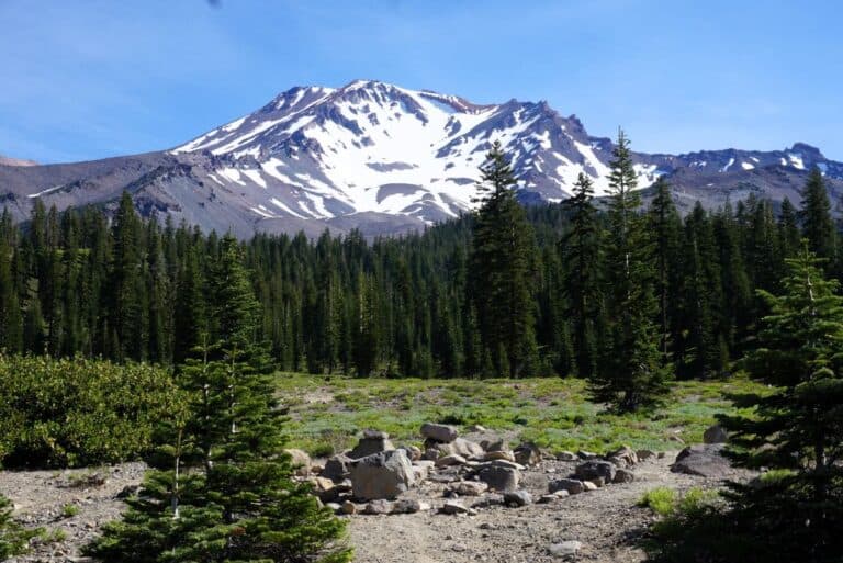 snowcapped Mount Shasta rising above a forest of pine trees