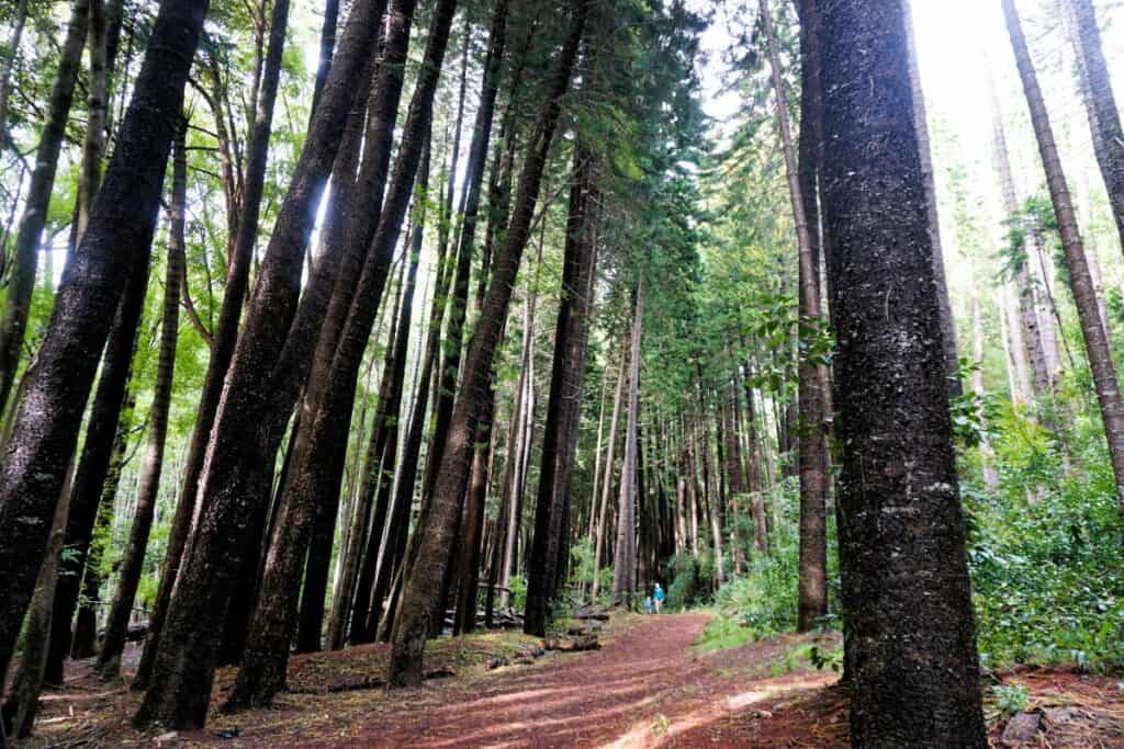 A forest of tall trees and a walking trail