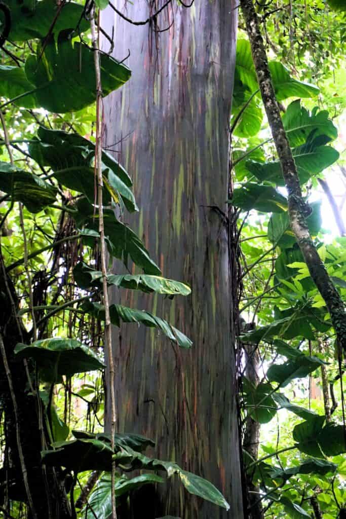 tree with a colourful trunk  in a lush green rainforest
