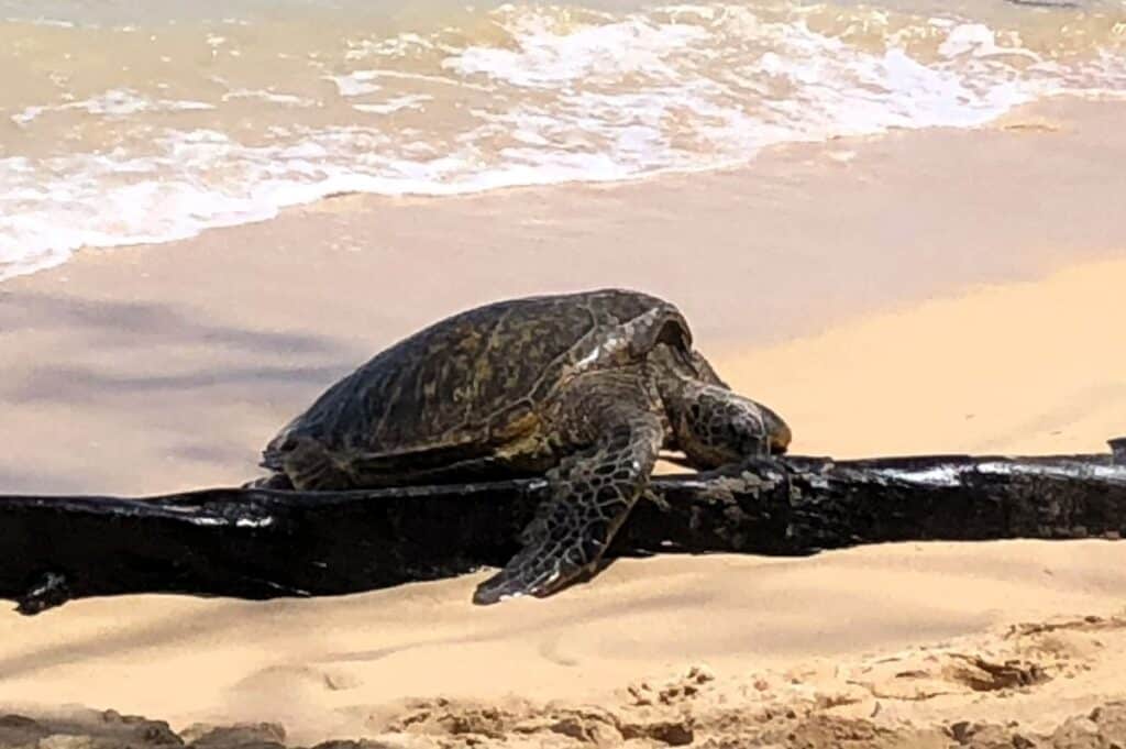 turtle lying on a log on the beach