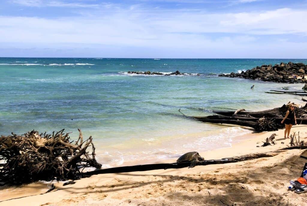 A turtle sleeping on Baldwin Beach in Maui