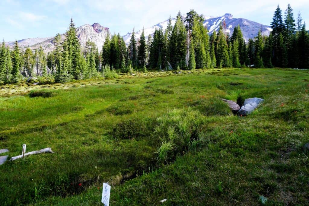 green alpine meadow with a line of pine trees and snowcapped Mt Shasta rising behind