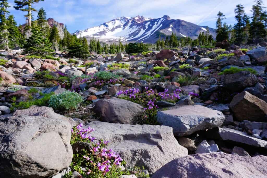 Alpine meadow covered in pink flowers beneath a snow-capped Mount Shasta