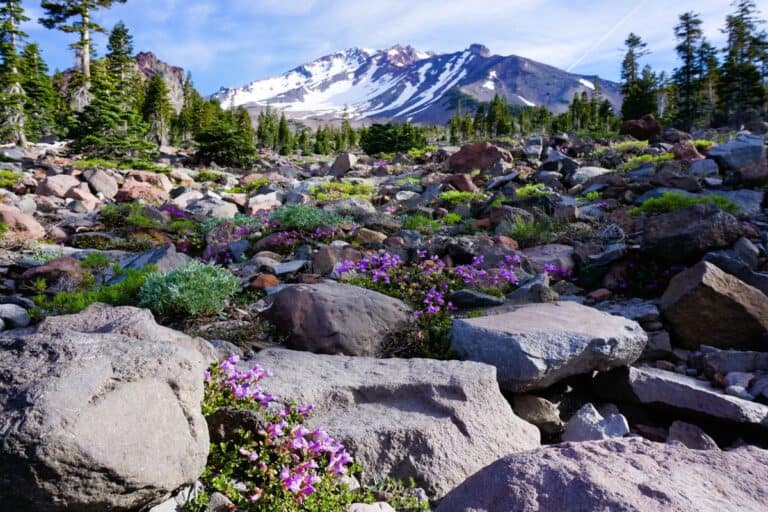 Mount Shasta sacred sites: An apine meadow covered in pink flowers beneath a snow-capped Mount Shasta