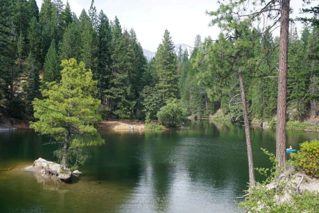 Tall pine trees surrounding a lake