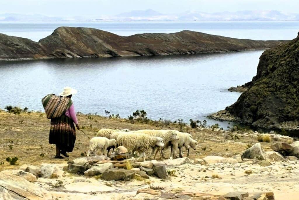 A woman with sheep on La Isla Del Sol 